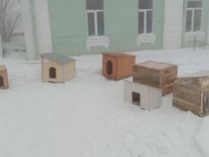 Школьники Якутска активно помогают пункту передержки животных