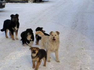 Мэрия Якутска: свободный выгул собак запрещен, нарушителям грозят штрафы
