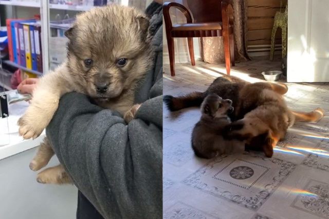 Щенка с отмороженными лапами спасли в Якутске