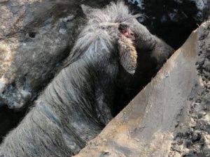 Лошадь, упавшую в канаву, спасли