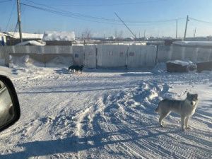 В Якутске отловили еще 50 собак