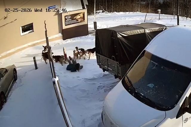 Who let the dogs out? Причины разгула бродячих собак в Нерюнгри