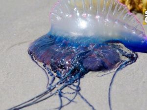 Отдых в Таиланде едва не закончился трагедией для 8-летнего мальчика из Якутска