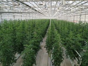 В Якутске завершилось строительство круглогодичного тепличного комплекса «Саюри»