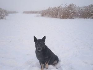 В Якутске полицейская собака помогла задержать подозреваемого в поножовщине