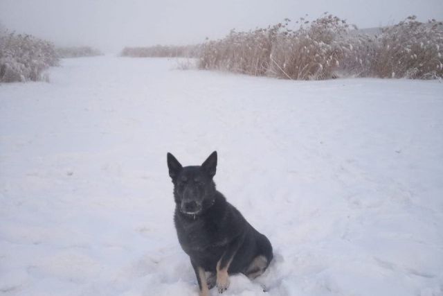 В Якутске полицейская собака помогла задержать подозреваемого в поножовщине
