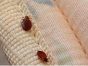 Испортившее якутским детям отдых в Краснодарском крае турагенство включили в Реестр недобросовестных поставщиков