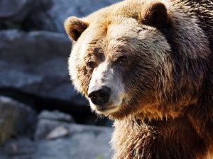 Житель Якутии, на которого напал медведь, находится в тяжелом состоянии