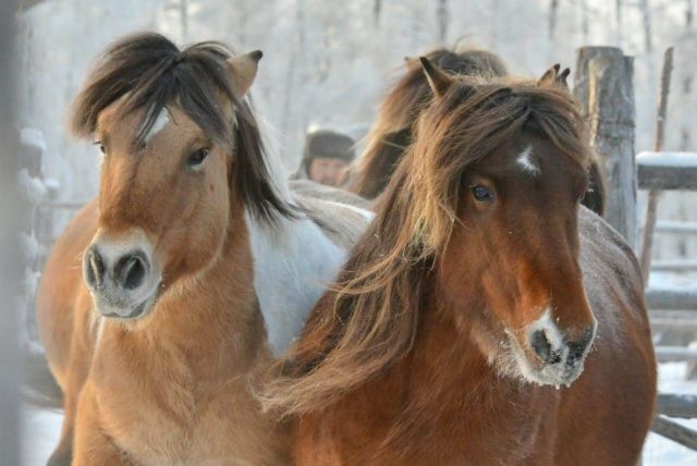 Ветеринары Якутии рассказали о причинах гибели лошадей в Нюрбинском районе