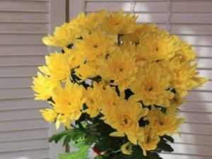 В Якутске уничтожили зараженные хризантемы