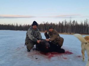 "Мы охотились за этим медведем в течение двух недель", - глава наслега в Якутии рассказал о своей добыче