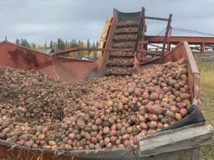 Уборочная кампания в Хангаласском улусе продолжается