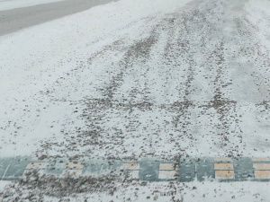 В Нерюнгри противогололедный щебень калечит машины, но чиновники проблем не видят