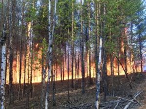 Президент РФ поддержал предложения главы Якутии по предотвращению лесных пожаров