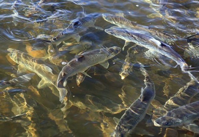 В Якутии двое браконьеров ловили омуля сетью. Вынесен приговор