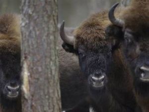 В Якутии 12 бизонов везут на территорию Плейстоценового парка