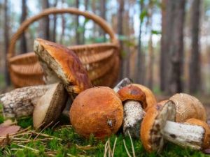 В Якутии в лесу пропала семья: Ведутся поиски мужчины и двух малолетних девочек