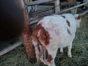 В Томпонском районе бурый медведь напал на телят. Люди эвакуированы