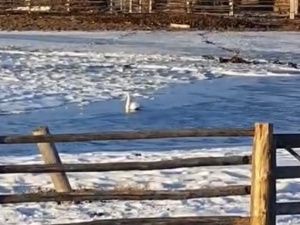 Видеофакт: в Амгинском районе Якутии в апреле заметили лебедя