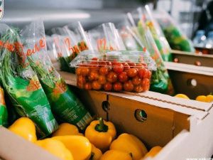 Тепличный комплекс «Саюри» перевыполнил план по производству свежих овощей на 16 процентов