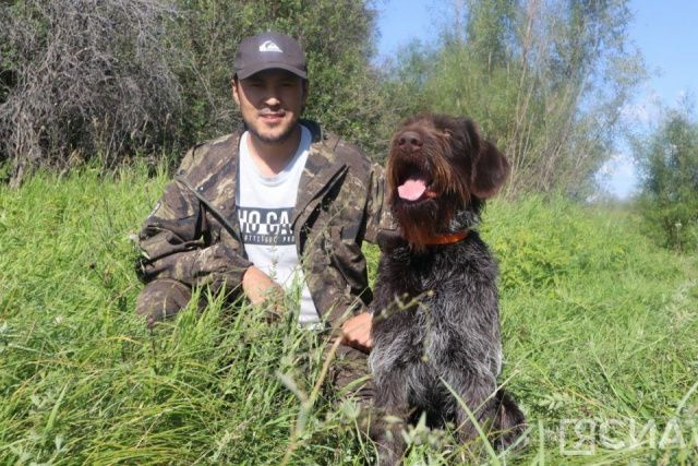 Испытания подружейных собак стартуют завтра на зелёном лугу возле Якутска