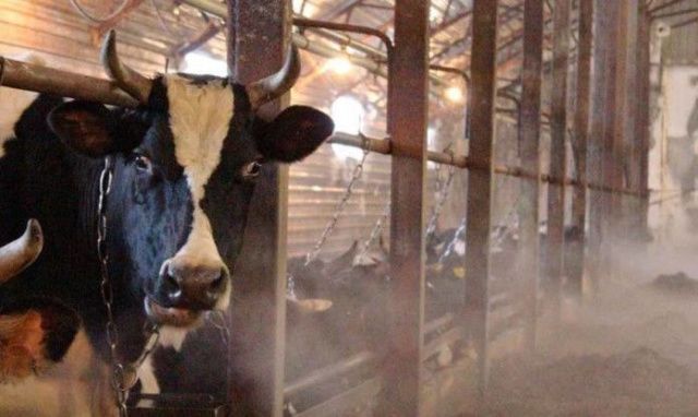 В Ленском районе увеличена субсидия за сдачу сырого молока