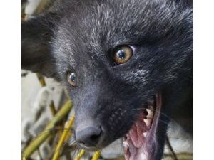 Чудо! Домашний лисенок, пропавший в лесу 10 дней назад, нашелся