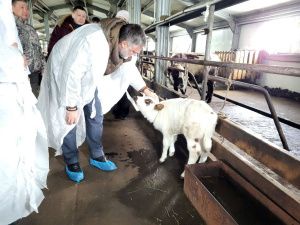 Кирилл Бычков: «На заготовку молока правительство республики направляет в 2024 году более 3,5 млрд рублей»