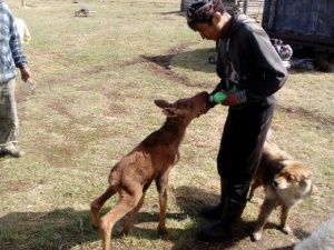 В Якутии ищут приют подросшему лосенку Бэчэ