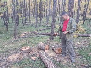 Якутский предприниматель незаконно вырубил шесть лиственниц: ему грозит штраф до полумиллиона рублей