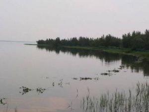 В Кобяйском улусе в озере Ниджили созданы искусственные нерестилища для размножения карася