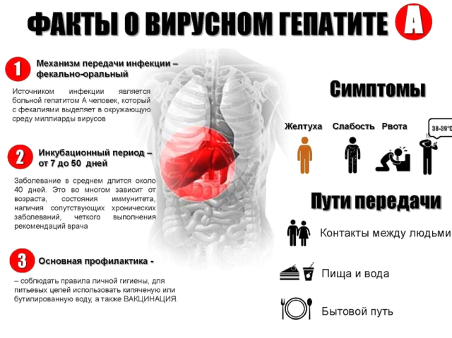 Врач-инфекционист: Осторожно, гепатит «А»