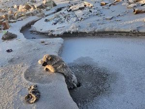 В Якутии пожарные спасли собаку из ледяного плена