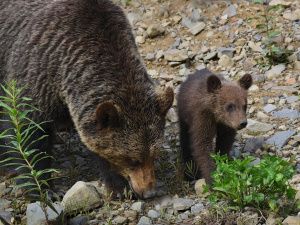 В Якутии утвердили концепцию развития охотничьего хозяйства до 2035 года
