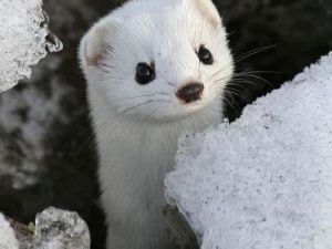 Горностай оставил поселок Большой Нимныр без света