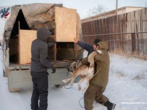В Якутске проводятся рейды по соблюдению правил содержания домашних животных