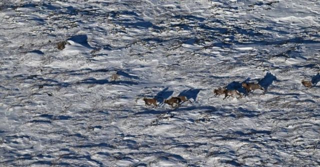 Редкий подвид снежного барана зафиксирован в Алданском районе