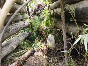 Бригада медвежатников будет регулировать численность медведей