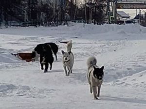 В Среднеколымске собаки напали на школьниц