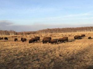 В Якутии у выпущенных на волю бизонов родились телята