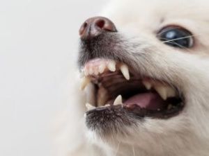 В Якутии добыли песца с бешенством. Введен карантин