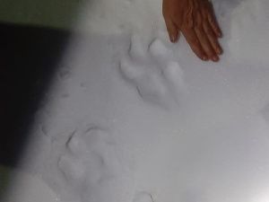 В селе Бярийе Усть-Алданского района замечена стая волков