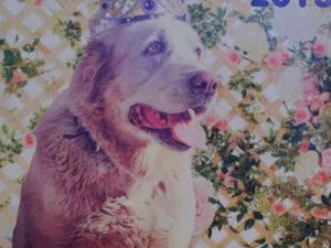 В пригороде Якутска неизвестные застрелили спасенную собаку волонтера-зоозащитника (Фото 18+)