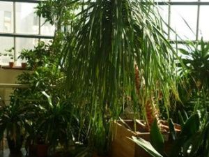 «Ректор хочет ликвидировать уникальную оранжерею Ботанического сада СВФУ»?