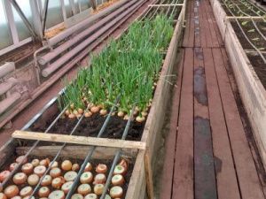 Ольга Жукова: А Гоголь-то был мудр…