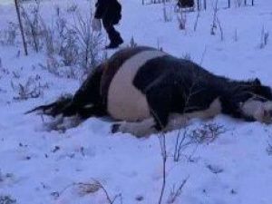 Жители 203-го микрорайона просят забрать на передержку упавшую лошадь и оштрафовать собственника