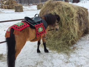 Иппотерапия и отдых в апидомиках: семья из Вилюйского района открыла уникальную экоферму