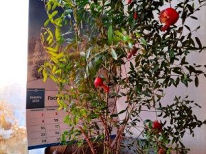 В Хандыге посреди зимы плодоносит... гранатовое дерево