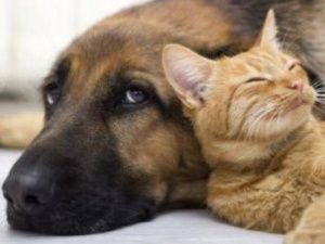 В Якутске и Жатае отменили карантин по бешенству