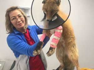 Зоозащитники спасли лису, угодившую в капкан на Зеленом лугу